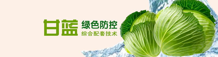 甘藍(lán)綠色防控綜合配套技術(shù)